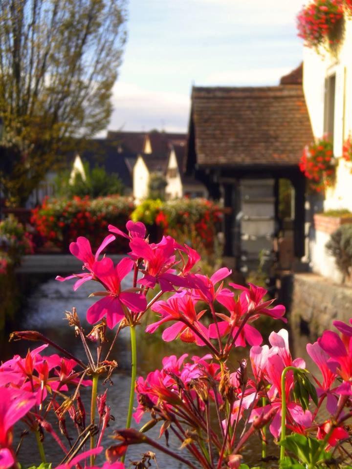 Gite le piémont des Vosges Stotzheim Exterior foto